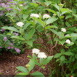 Load image into Gallery viewer, Dogwood, Arctic Fire Red #3