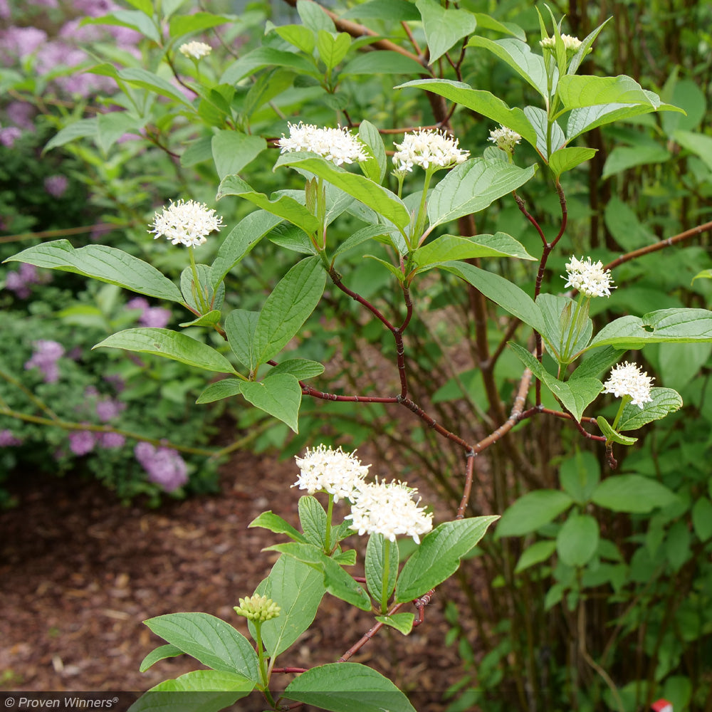 Dogwood, Arctic Fire Red #3