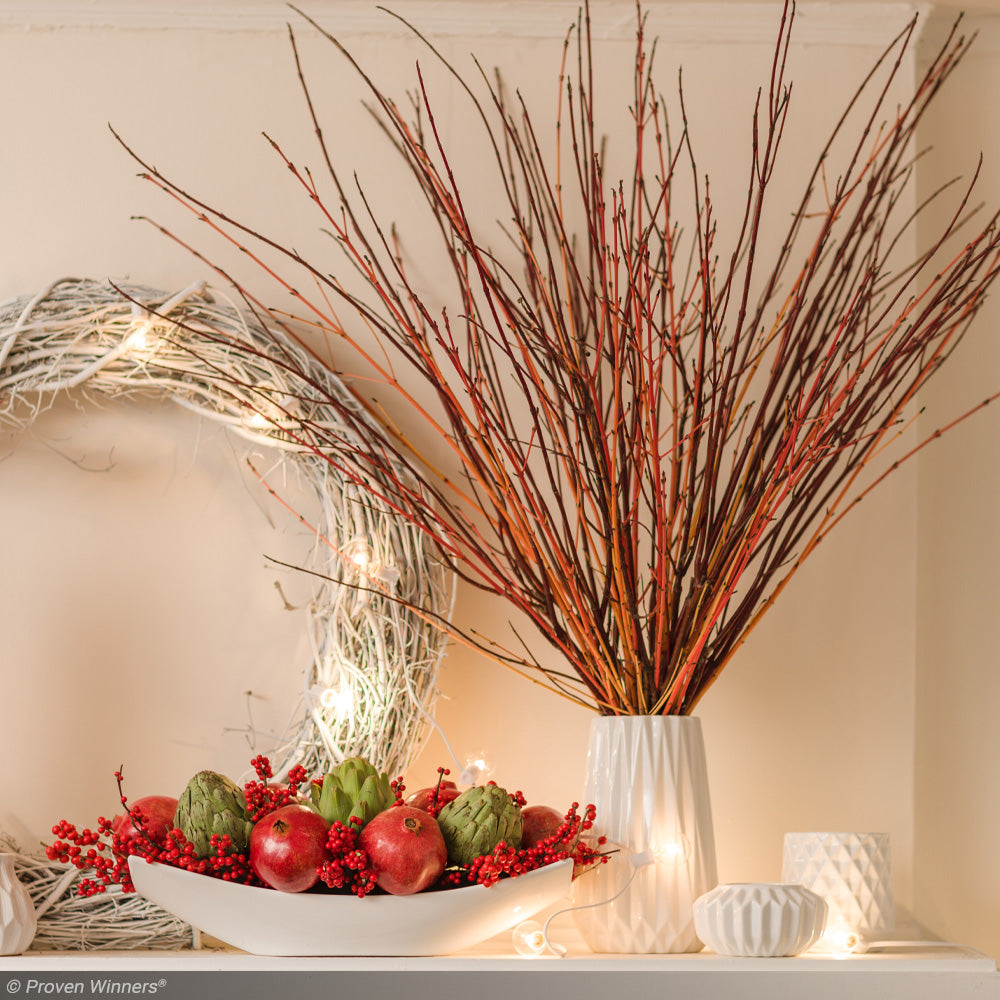 Dogwood, Arctic Fire Red #7