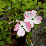 Load image into Gallery viewer, Dogwood, Cherokee Brave #10