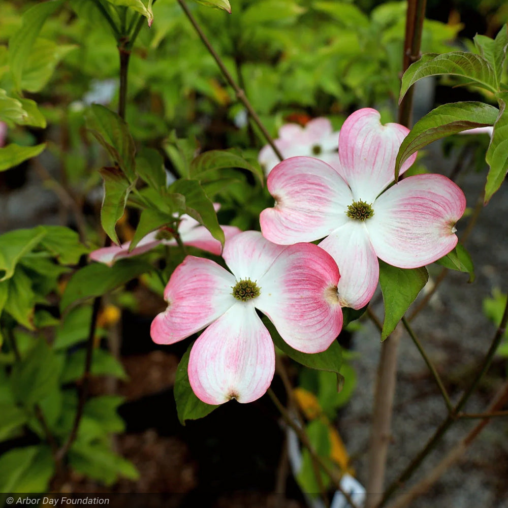Dogwood, Cherokee Brave #10
