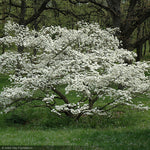 Load image into Gallery viewer, Dogwood, Cherokee Princess #10
