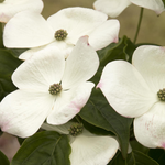 Load image into Gallery viewer, Dogwood, Kousa Hyperion #5