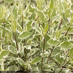 Load image into Gallery viewer, Dogwood, Ivory Halo #2