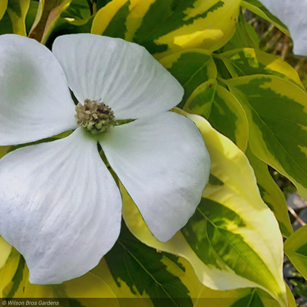 Kakuna コクーン ◆ Shadowless　シャドウレス　ウィザーズ ② Dogwood, Celestial Shadow Kousa 2