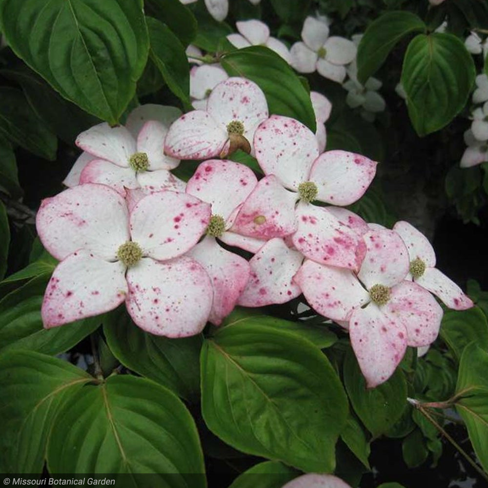 Dogwood, Kousa Satomi #15