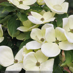 Load image into Gallery viewer, Dogwood, Kousa Venus #5