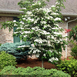 Load image into Gallery viewer, Dogwood, Kousa Venus #5