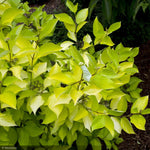 Load image into Gallery viewer, Dogwood, Prairie Fire #5