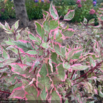 Load image into Gallery viewer, Dogwood, Sgt. Pepper #3