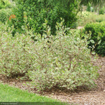 Load image into Gallery viewer, Dogwood, Sgt. Pepper #3