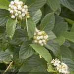 Load image into Gallery viewer, Dogwood, Yellow Twig #5