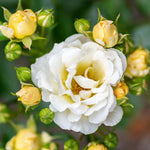 Load image into Gallery viewer, Rose, Drift Popcorn #2