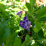 Load image into Gallery viewer, Trop, Duranta Sapphire Showers Std 10" Pot