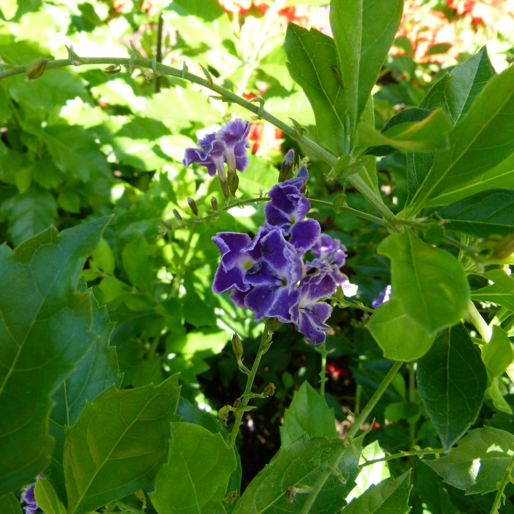 Trop, Duranta Sapphire Showers Std 10" Pot