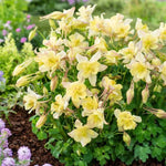 Load image into Gallery viewer, Columbine, Earlybird Yellow #1