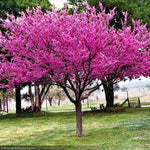 Load image into Gallery viewer, Eastern Redbud, Clump #25
