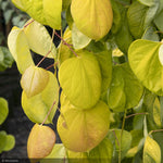 Load image into Gallery viewer, Eastern Redbud, Golden Falls #7