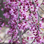 Load image into Gallery viewer, Eastern Redbud, Lavender Twist #5