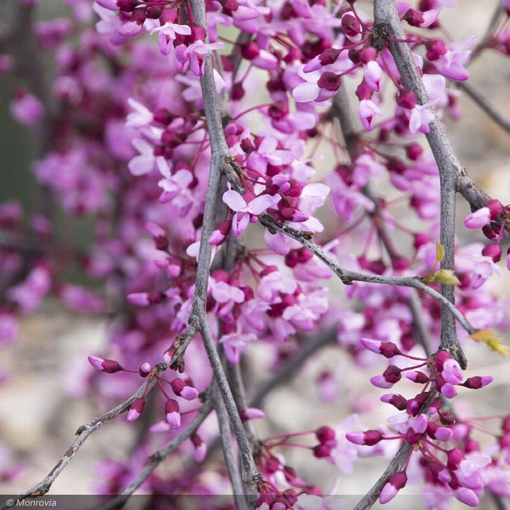 lavender twist weeping redbud tree for sale Eastern Redbud, Lavender Twist #15 – Greenwood Creek Nursery