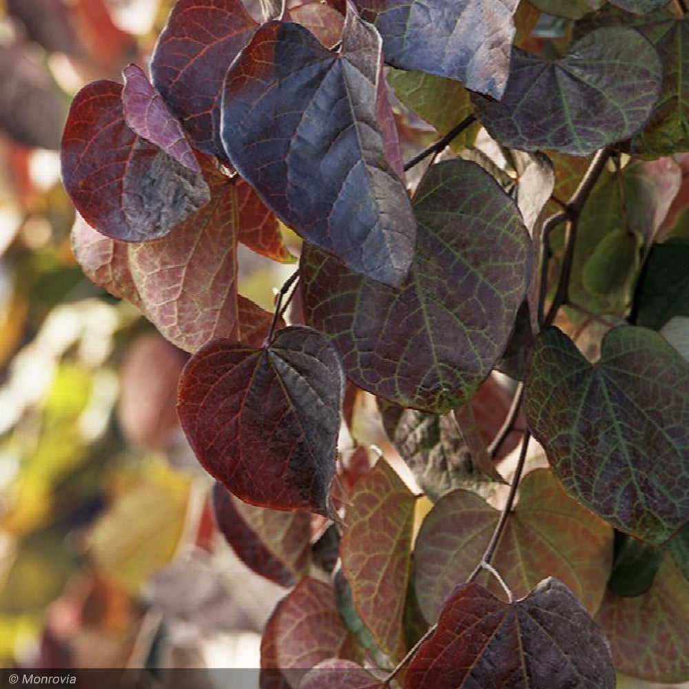 Eastern Redbud, Ruby Falls #5