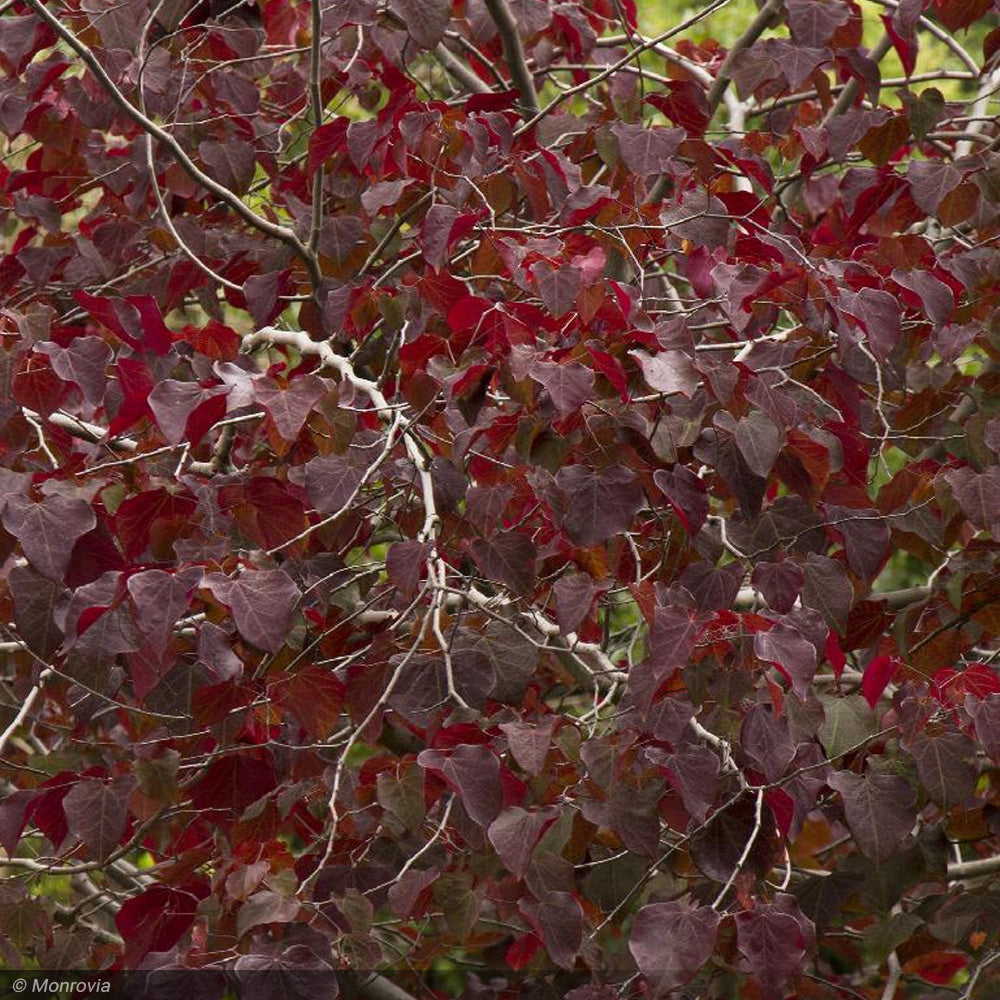 Eastern Redbud, Single Stem Forest Pansy #15