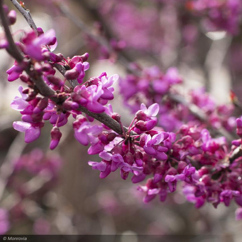 Eastern Redbud, Single Stem Forest Pansy #15