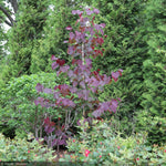 Load image into Gallery viewer, Eastern Redbud, Midnight Express 8'-10' B&B