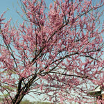 Load image into Gallery viewer, Eastern Redbud, Pink Pompoms #7