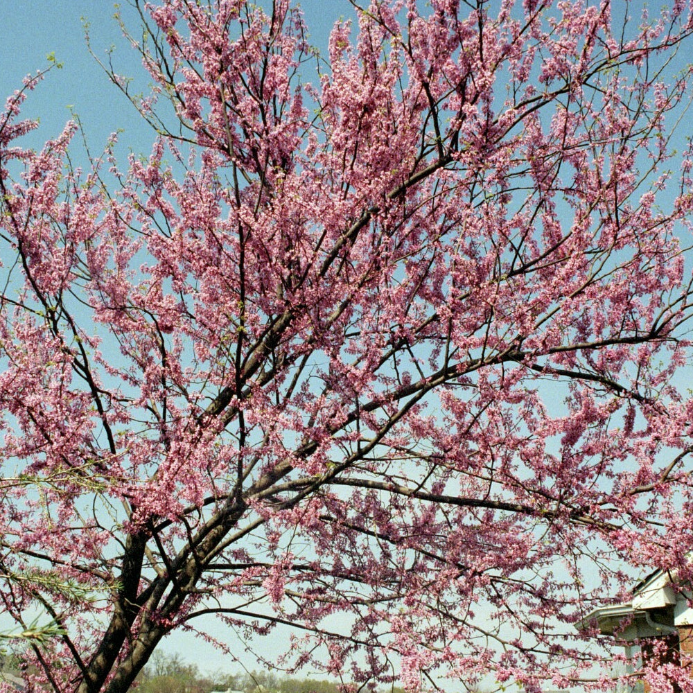 Eastern Redbud, Pink Pompoms #7