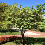 Load image into Gallery viewer, Eastern Redbud, Summer's Tower #10