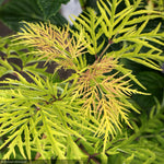Load image into Gallery viewer, Elderberry, Lemony Lace #3