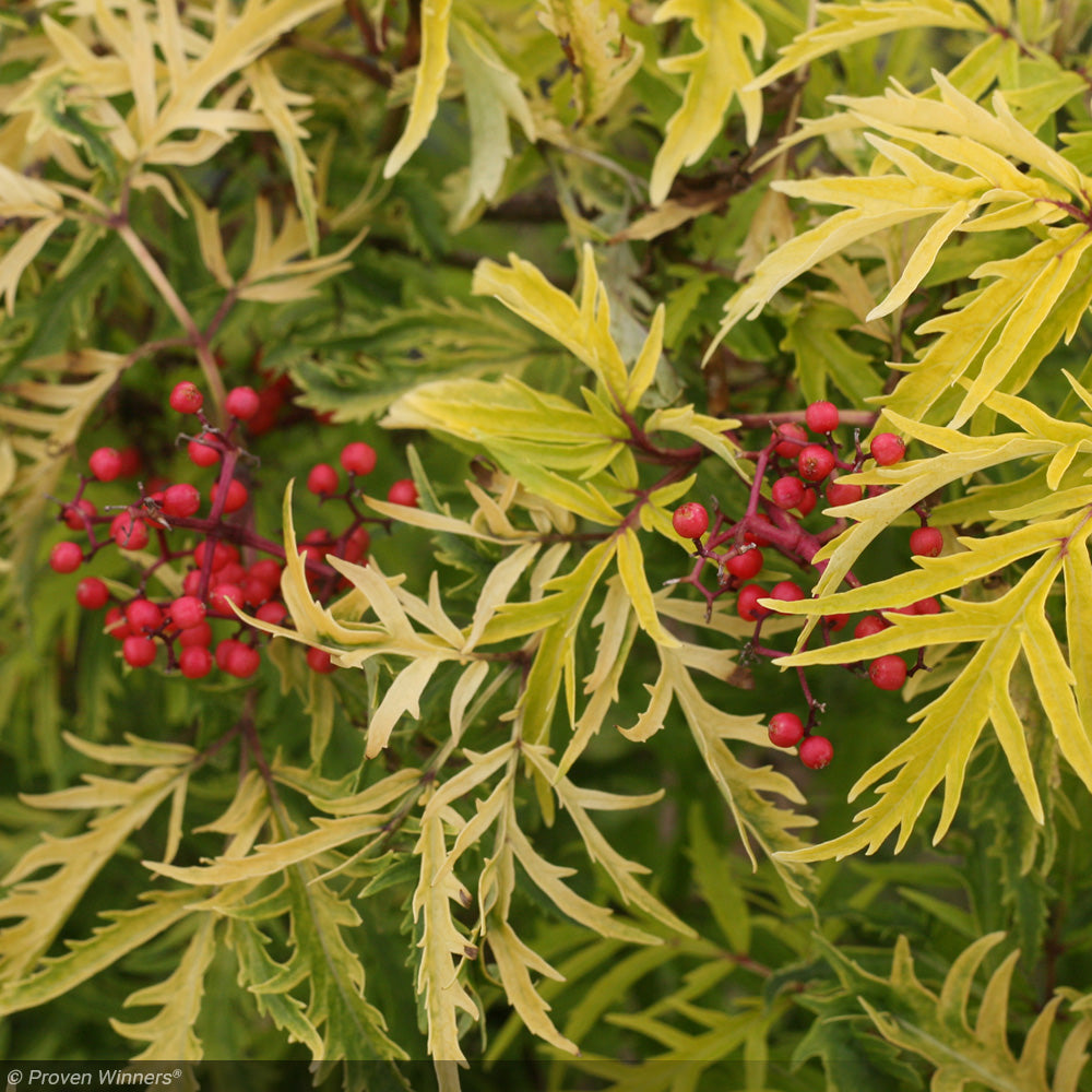 Elderberry, Lemony Lace #3 – Greenwood Creek Nursery