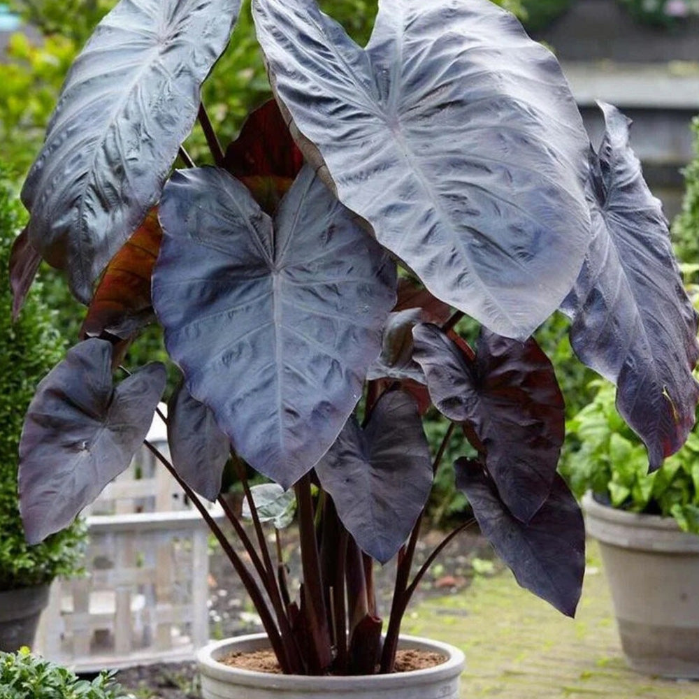 black elephant ear companion planting Trop, Elephant Ears Black 12" Pot – Greenwood Creek Nursery