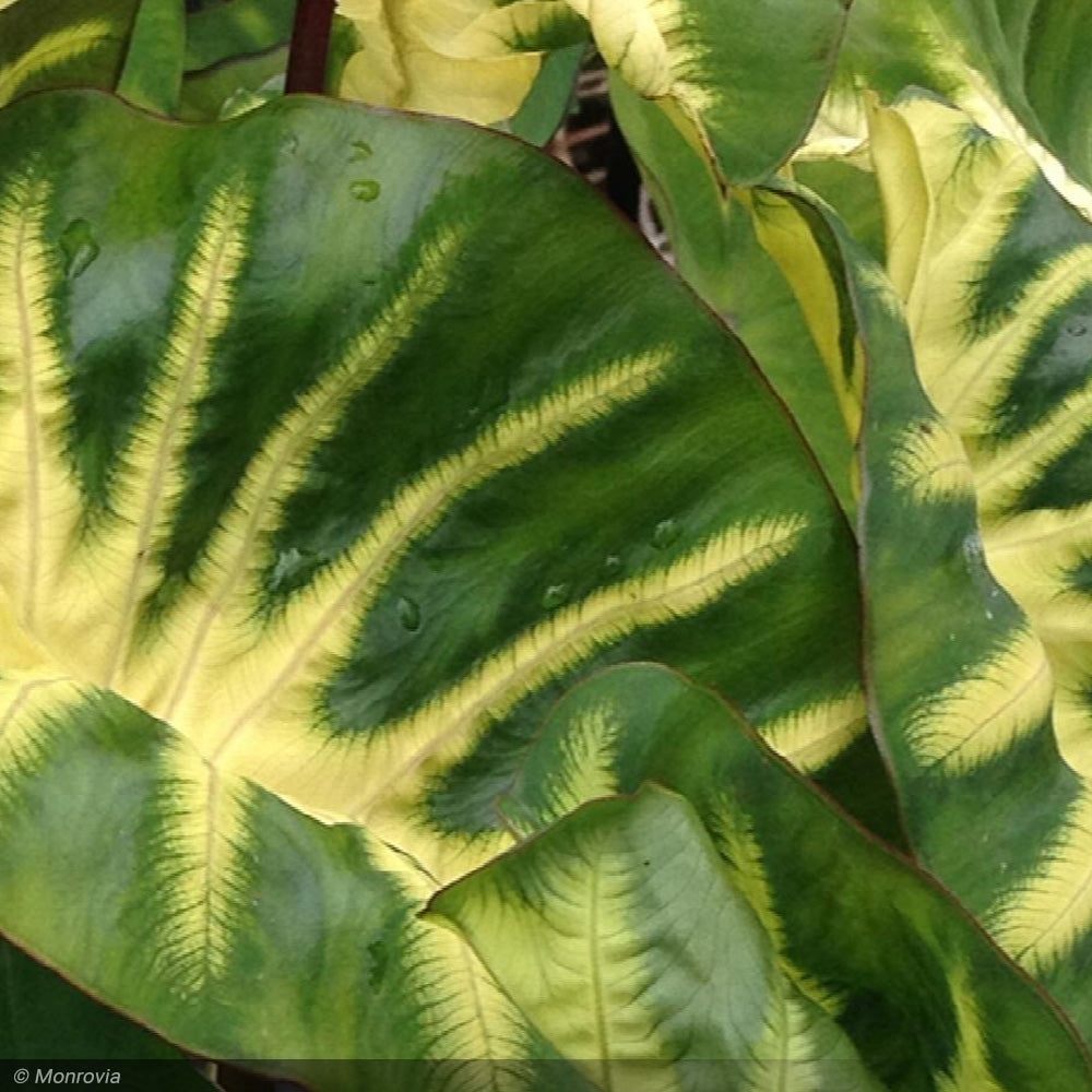 Elephant Ear, Royal Hawaiian Maui Sunrise #2