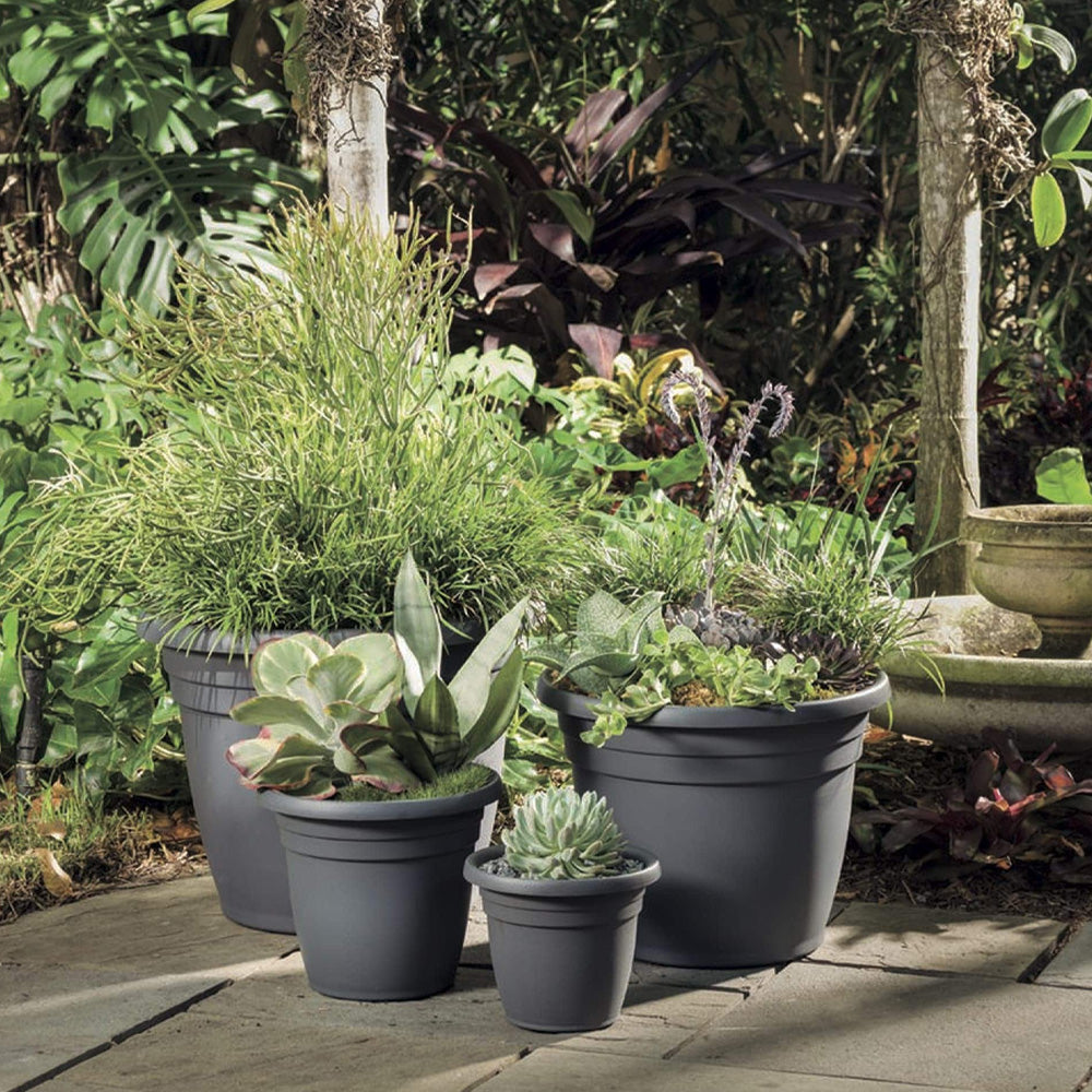 charcoal potted plants Emma 16" Charcoal – Greenwood Creek Nursery