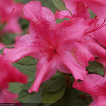 Load image into Gallery viewer, Azalea, Encore Autumn Sundance #3