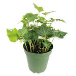 Load image into Gallery viewer, English Ivy, Flat