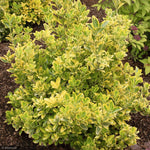 Load image into Gallery viewer, Euonymus, Golden #3
