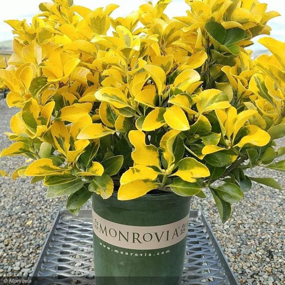 Euonymus, Golden #3