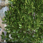 Load image into Gallery viewer, Euonymus, Manhattan #3