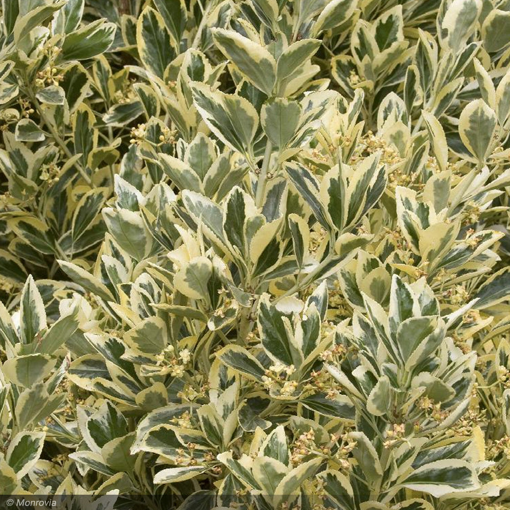 Euonymus, Silver King #3