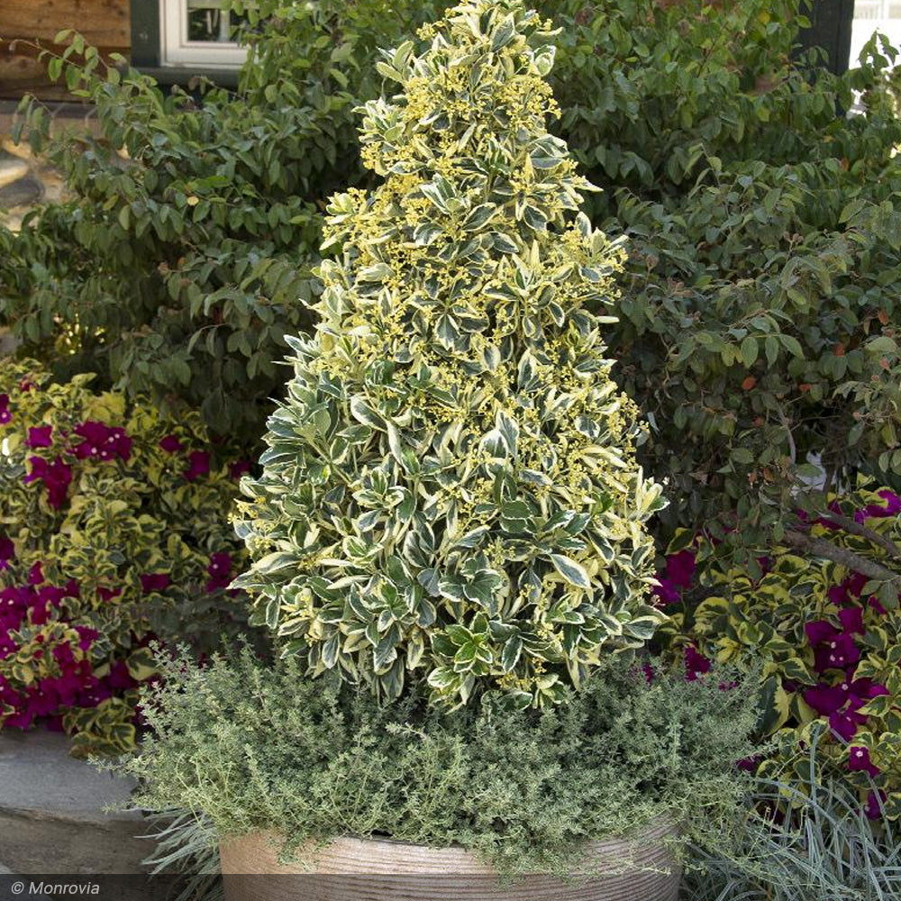 Euonymus, Silver King #3 – Greenwood Creek Nursery