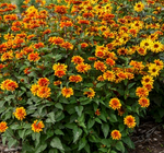 Load image into Gallery viewer, False Sunflower, Forged in Fire #1