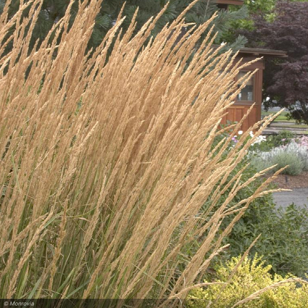 Feather Reed, Karl Foerster #3