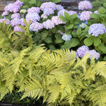 Load image into Gallery viewer, Fern, Autumn Brilliance #2