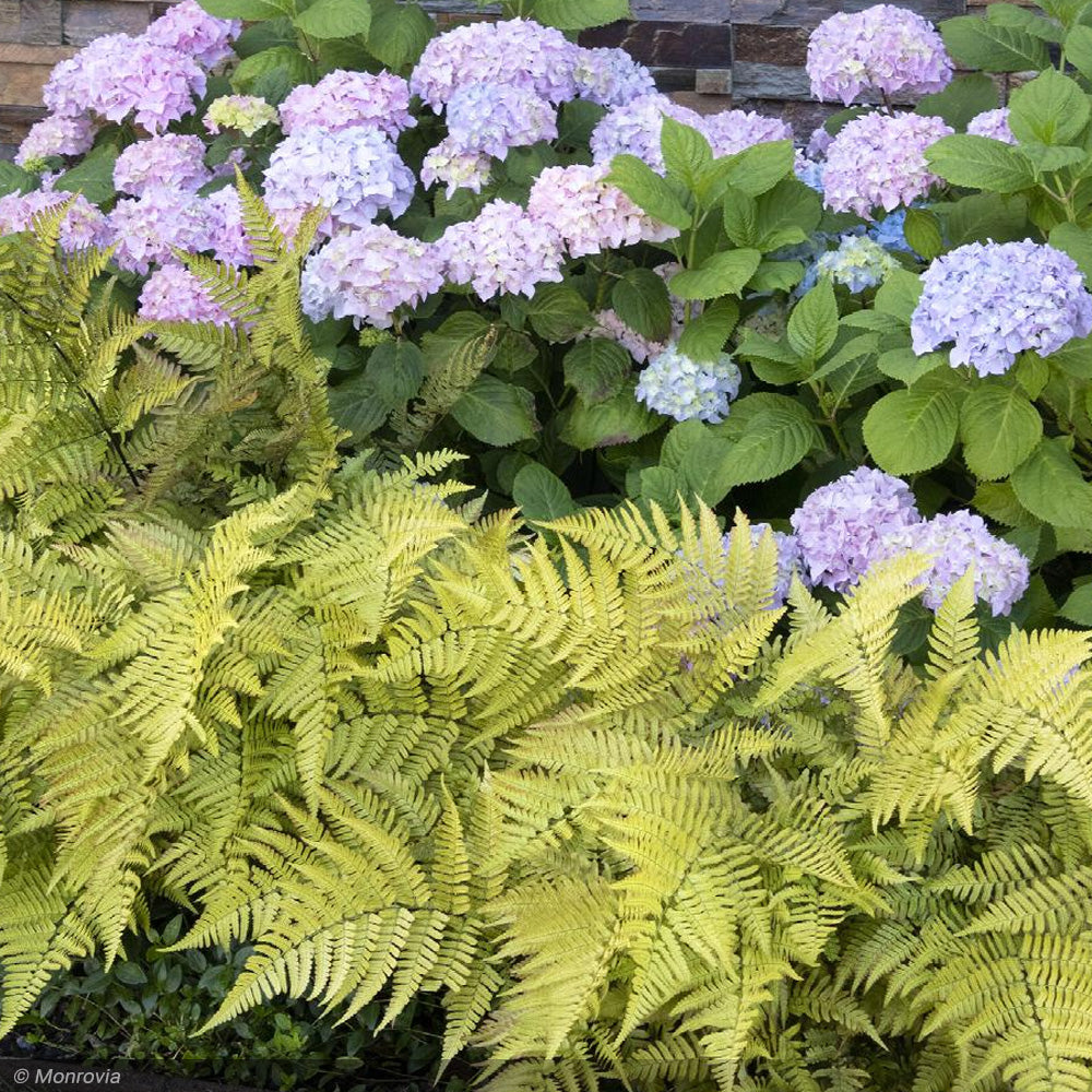 Fern, Autumn Brilliance #2