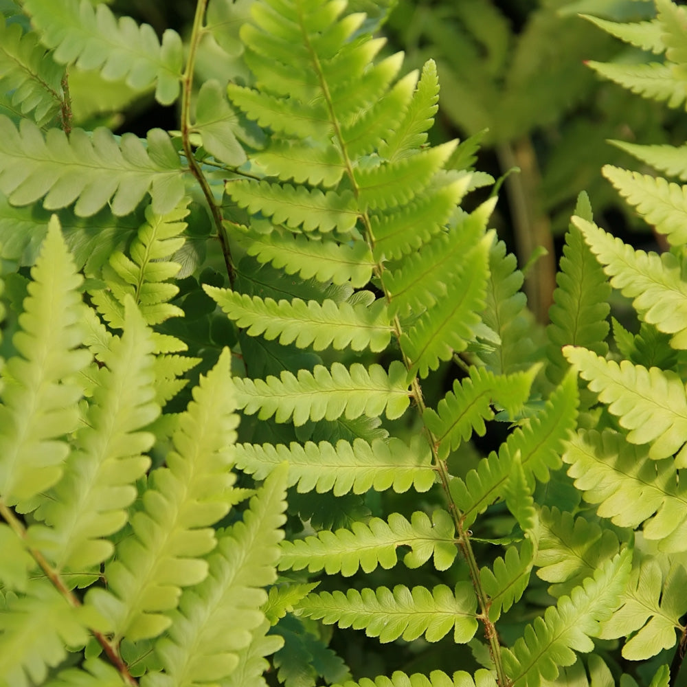 Fern, Dixie Wood Fern #1