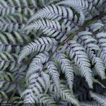 Load image into Gallery viewer, Fern, Japanese Painted Lady #1