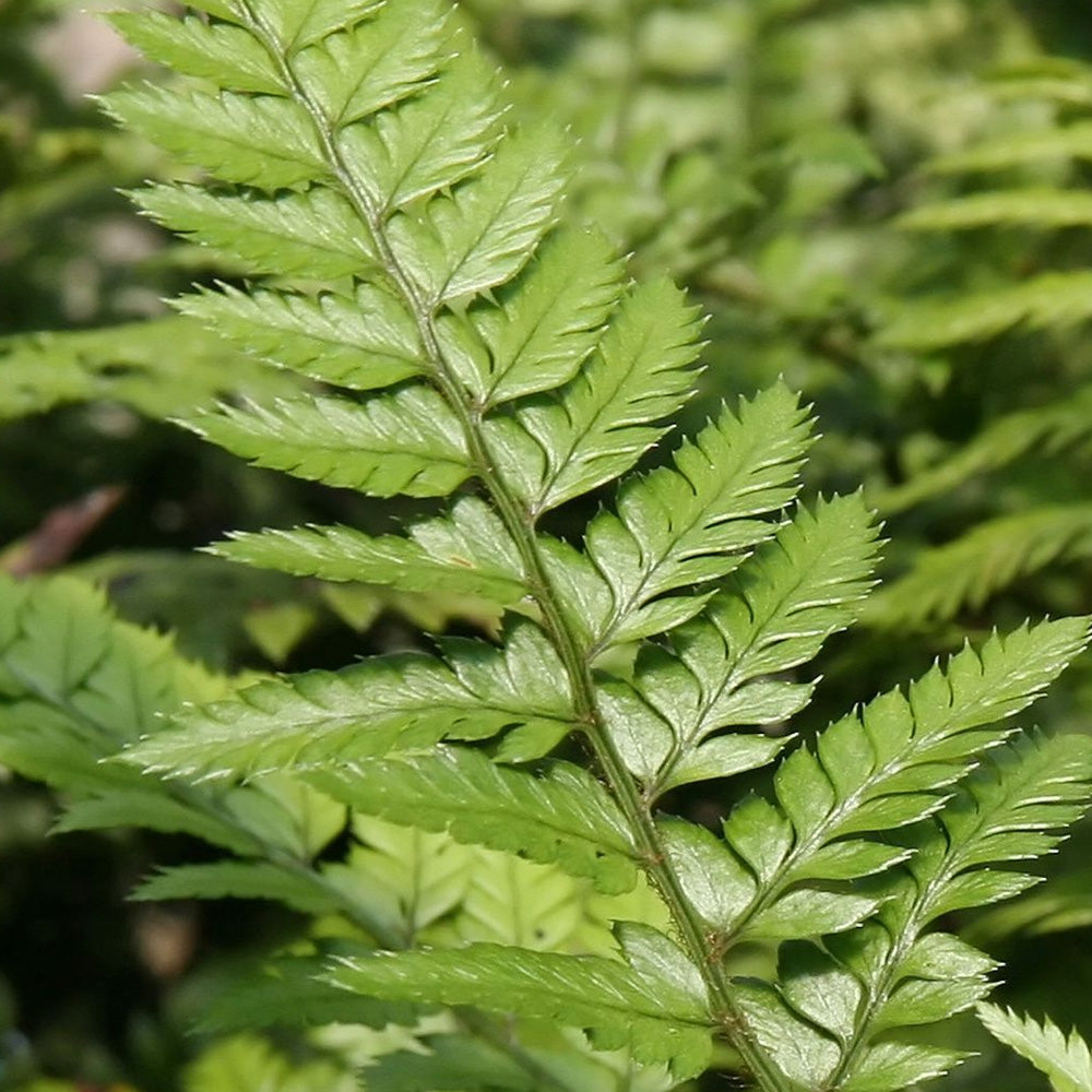 Fern, Korean Rock #1